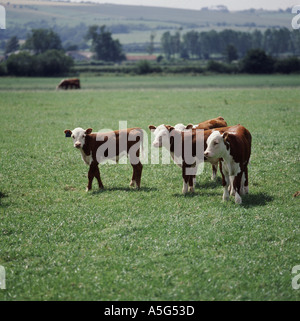 Veaux Hereford au pâturage dans le Berkshire en Angleterre Banque D'Images