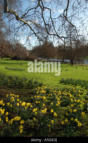 Les jonquilles à St James Park, Londres Banque D'Images