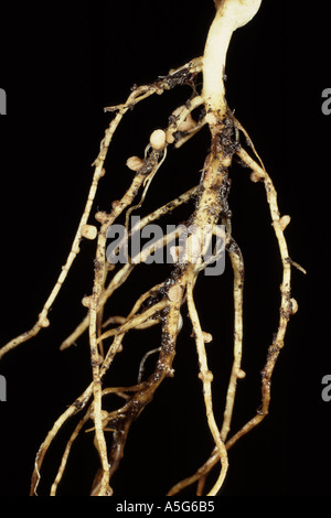 L'azote rhizobium des nodules sur la racine d'une récolte de pois d'absorber l'azote gazeux Banque D'Images