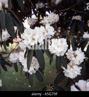 Des groupes de fleurs blanches sur un Rhododendron falconeri bush dans le Devon Banque D'Images