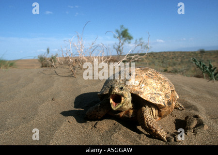 La tortue d'Horsfield, quatre orteils, tortue tortue d'Asie centrale (Agrionemys horsfieldi Testudo horsfieldii, Horsfield's tor), Banque D'Images