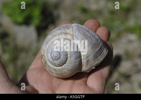 Turskish (escargot Helix lucorum tauricum), en main, Turquie Banque D'Images