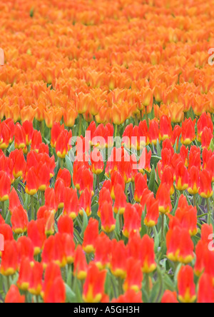 Jardin tulip Tulipa (spec.), champ de tulipes avec orange et rouge de plantes fleuries, Pays-Bas Banque D'Images