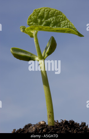 Germination de graines de haricot Phaseolus vulgaris premières feuilles montrant deux cotylédons émergent ou graine quitte clairement visible UK Banque D'Images