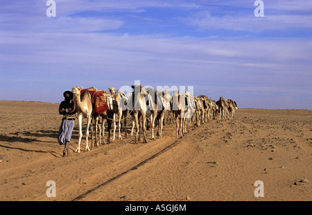 Un dromadaire, chameau (Camelus dromedarius), caravane de sel, au Mali Banque D'Images