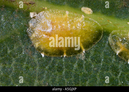 Échelle de prune, fruits européenne Lecanium (Parthenolecanium corni), sucklng à veine feuilles Banque D'Images