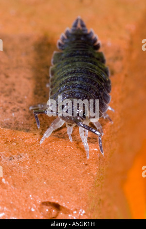 Cloporte rugueux commune, jardin un cloporte, Slater, sow scabby bug (Porcellio scaber) Banque D'Images