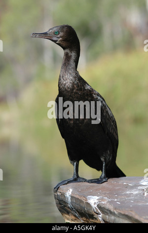 Grand cormoran (Phalacrocorax sulcirostris), assis sur un rocher, l'Australie, Australie occidentale, NP Karijini Banque D'Images