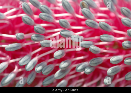 Banksia spec.), les étamines, l'Australie, Perth, Australie de l'Ouest Banque D'Images
