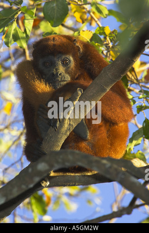 Hurleurs rouge, rouge singe hurleur (Alouatta alonnatta), assis sur un arbre, le Venezuela, Llanos de Orinoca Banque D'Images