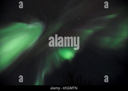 Lumière polaire verte, la Norvège, Tromsoe, Breivikdal Banque D'Images