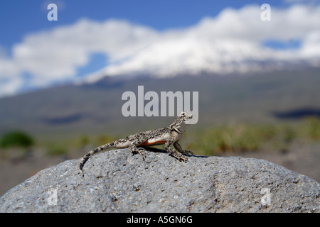 Toadhead sunwatcher à tête de crapaud, agama Lizard (Phrynocephalus helioscopus), homme assis sur la roche volcanique, la Turquie, l'Anatolie, Ar Banque D'Images