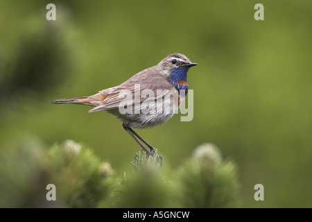 Gorgebleue à miroir (Luscinia svecica svecica), assis sur les aiguilles, l'Autriche, Burgenland Banque D'Images