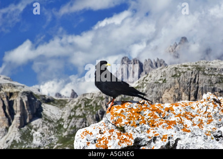 (Pyrrhocorax graculus alpine chough), sur le rocher, l'Autriche, Tyrol de l'Est, des Hohe Tauern Banque D'Images
