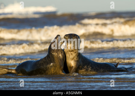 Phoque gris (Halichoerus grypus), deux individiuals jouant dans l'augmentation de la demande, l'Allemagne, Schleswig-Holstein, Helgoland Banque D'Images