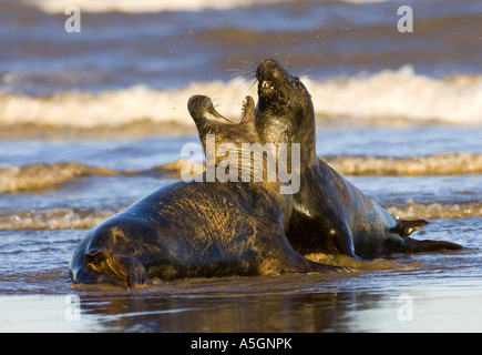 Phoque gris (Halichoerus grypus), deux individus dans la lutte contre l'augmentation de la demande, l'Allemagne, Schleswig-Holstein, Helgoland Banque D'Images