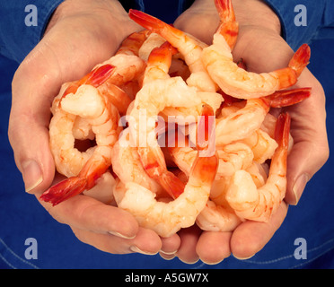 Poignée de grosses crevettes / SHRIMP Banque D'Images