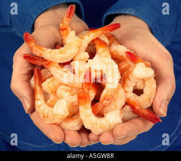 Poignée de grosses crevettes / SHRIMP Banque D'Images