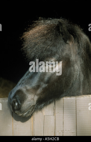 Poney Shetland à plus de sa porte de l'écurie Banque D'Images