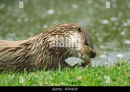 Loutre d'Europe Lutra lutra sur les rives herbeuses de manger du poisson Banque D'Images