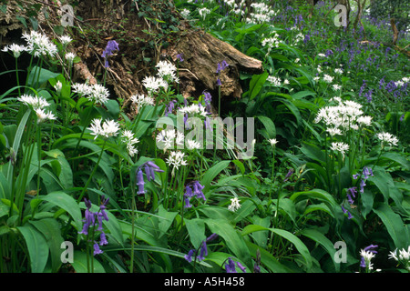 L'ail des ours Allium ursinum sur plancher bois luxuriants également appelé Jack par la haie avec bluebells Hyacinthoides non scripta Banque D'Images