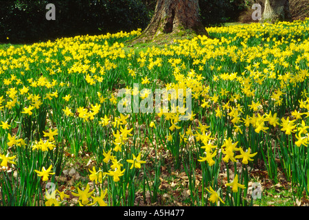 Affichage de la jonquille dans un parc public Ecosse Dundee Banque D'Images