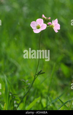 Cardamine des prés Cardamine pratensis avec gouttes de rosée Banque D'Images