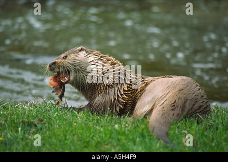 Loutre d'Europe Lutra lutra sur les rives herbeuses de manger du poisson Banque D'Images