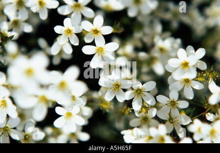 Arenaria blanc Banque D'Images