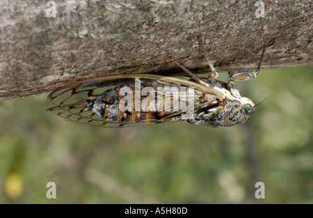 Insecte cigale camoflaged sur un olivier Banque D'Images