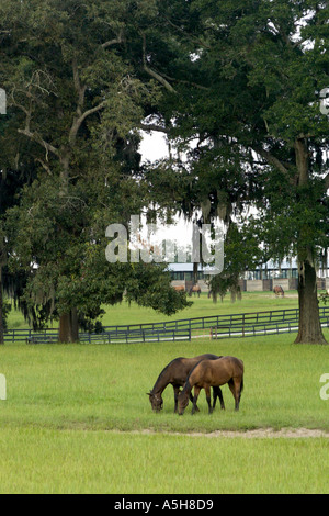 Deux chevaux en brun vert Pâturage sur ferme équestre à Ocala en Floride USA Banque D'Images