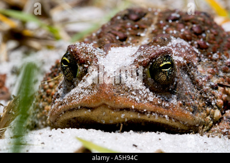 Toad reposant sur une plage de sable du lac Wier Banque D'Images