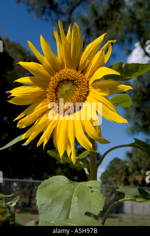 Grand Tournesol jaune vif avec tige et feuilles vert clair contre un ciel bleu profond Banque D'Images