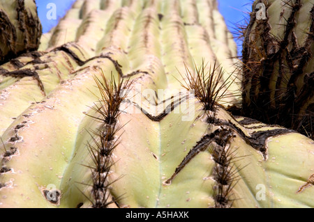 Libre de la partie d'un grand cactus Saguaro. beaucoup de couleurs naturelles, textures, motifs et formes. appareil photo : Nikon D2x. Banque D'Images