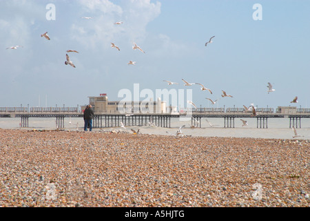 Homme et femme sur la plage de galets au Worthing nourrir les mouettes. Banque D'Images