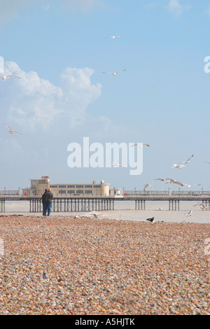 Homme et femme sur la plage de galets au Worthing nourrir les mouettes. Banque D'Images