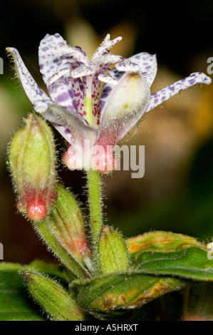 Photo Gros plan d'une fleur de lys de crapauds Tricyrtis latifolia Banque D'Images