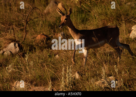 Mountain Reedbuck Redunca homme fulvonufula photographié dans wild Ithala Game Reserve Afrique du Sud Banque D'Images