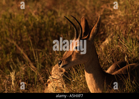 Mountain Reedbuck Redunca homme fulvonufula photographié dans wild Ithala Game Reserve Afrique du Sud Banque D'Images