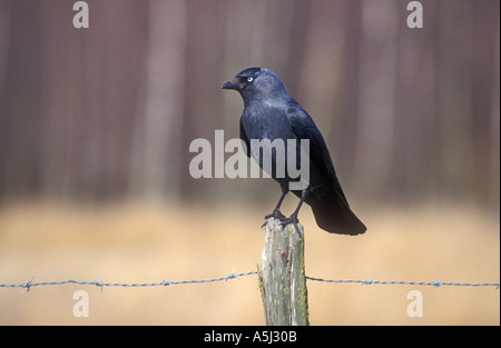 Corvus monedula choucas Banque D'Images