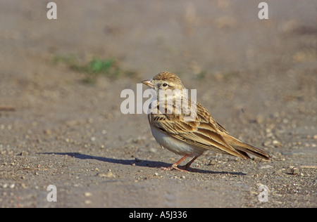 Embout COURT LARK Calandrella brachydactyla Banque D'Images