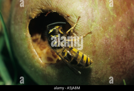 Guêpe commune Vespula Vulgaris (Apple) au Royaume-Uni Banque D'Images