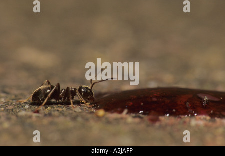 Ant Le Jardin noir (Lasius niger) au Royaume-Uni Banque D'Images