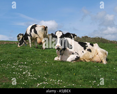 Les vaches dans le champ grasing Fresian Banque D'Images