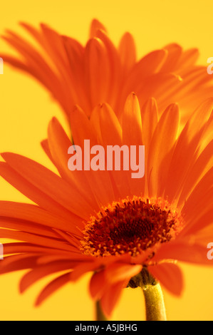 Pétale pétales de fleurs Gerbera coloré en jaune Banque D'Images