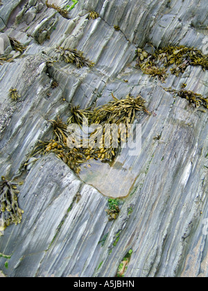 Bladderrack Fucus vesiculosus sur roches sèches Banque D'Images