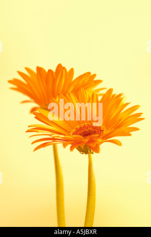 Gerbera flower portrait Banque D'Images