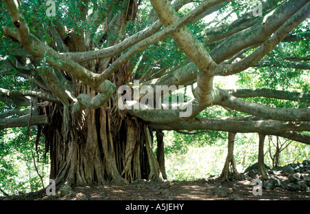 Un énorme arbre Banyan tentaculaire, Maui, Hawaii Banque D'Images