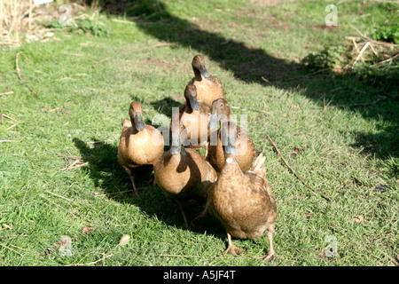 Les canards domestiques kakis Campbell sont un superbe souche ponte, l'heure pour le thé Banque D'Images