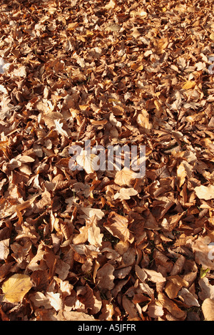 Les feuilles mortes se trouvant sur sol plein cadre d'automne Banque D'Images